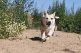 CORGI PEMBROKE 044
